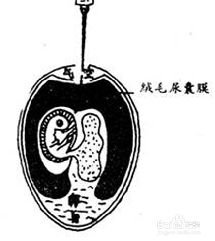 怎样收获鸡胚尿囊腔病毒