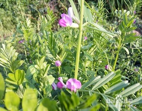 素炒野豌豆苗 百度经验 素炒野豌豆苗 百度经验