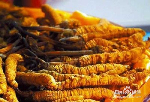 冬虫夏草的作用以及食用禁忌