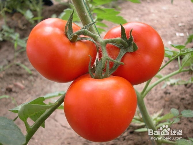 西红柿十大治病功效
