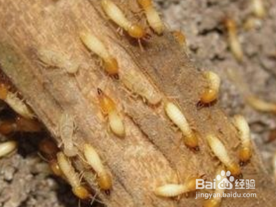 家里有白蚁怎么办？