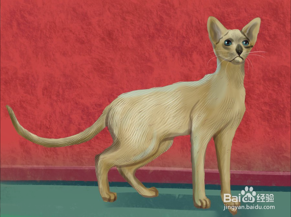 如何快速识别暹罗猫三步（图文）