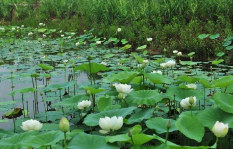 谷穗弯弯，他鞠着躬说；我是秋天。照样子，写句子