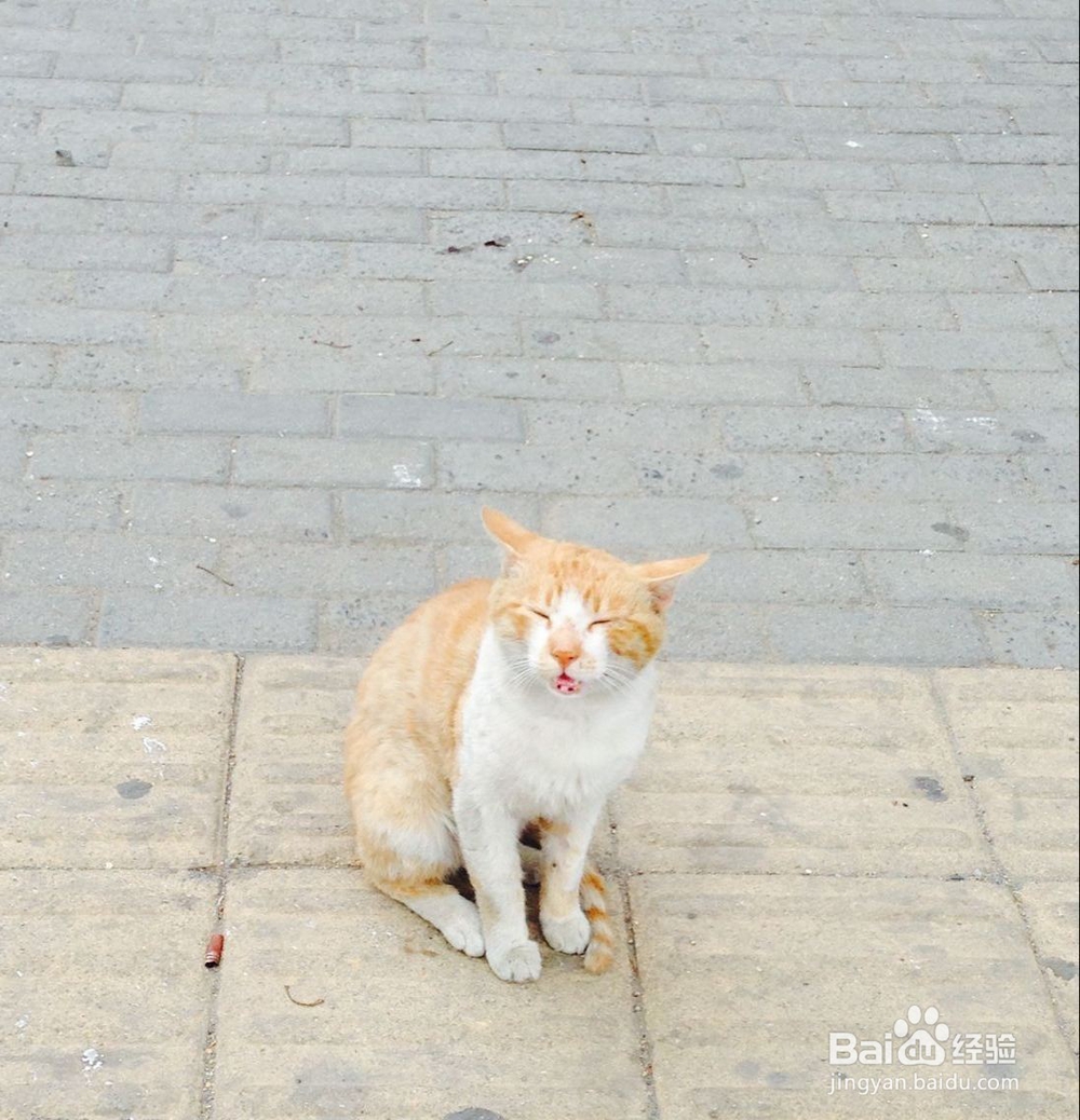 夏季养猫应该注意什么问题？