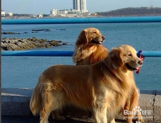 小狗来月经了怎么办?需要注意什么？