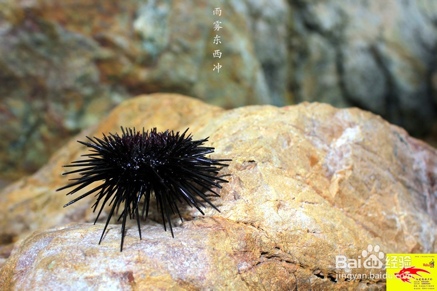 广东最美海岸线之一深圳东西冲穿越露营旅游攻略