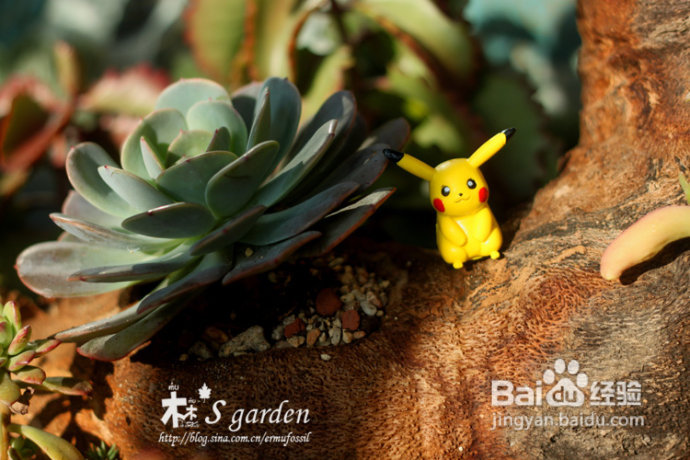 植物摄影小窍门+皮神山大王记