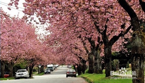 加拿大移民生活：[2]温哥华樱花赏花攻略