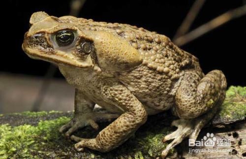 蟾蜍怎么养殖
