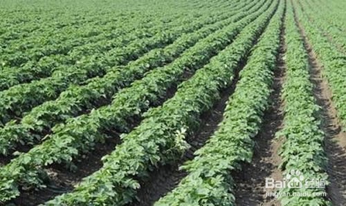 土豆苗长太高怎么办