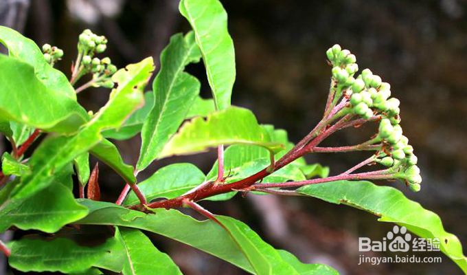 红果树怎么种植