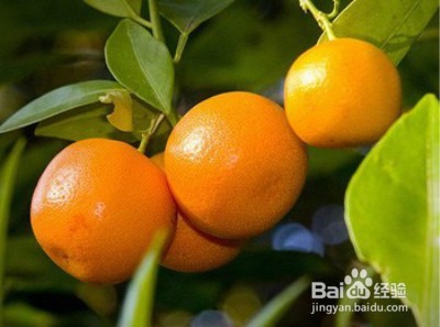 夏季常吃三种水果比防晒霜靠谱