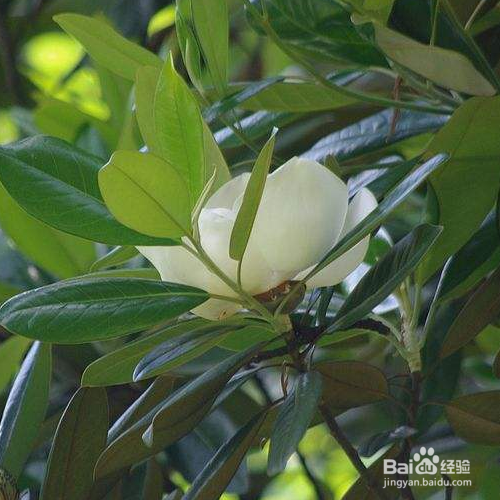 日常生活中该怎么养殖荷花玉兰？