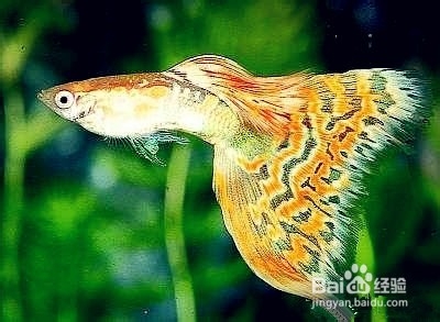 孔雀鱼缩尾、烂尾、针尾病的防治