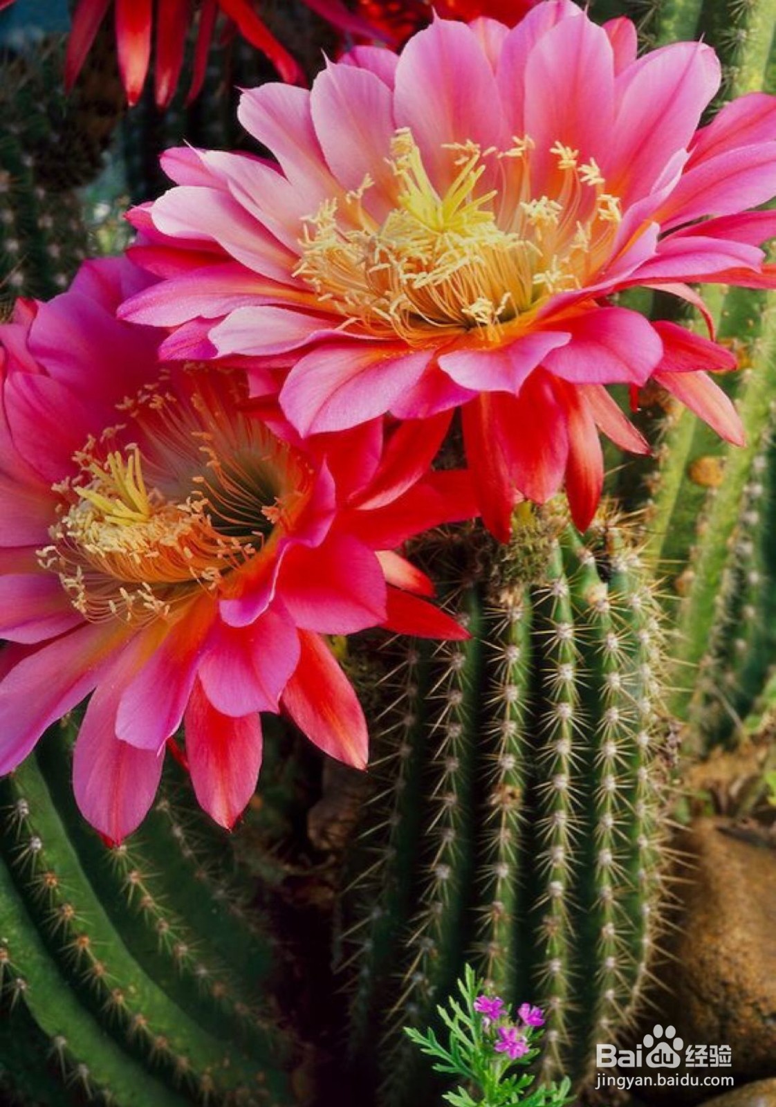 被仙人球扎了怎么办?