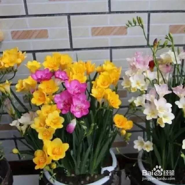 1种花一看像草,开花五颜六色,香味儿特高级