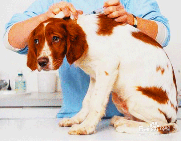 被自己家狗刮破皮了没出血怎么办