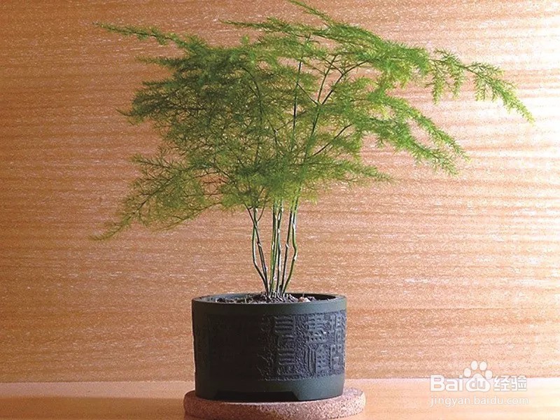 文竹叶子黄了应该怎么办