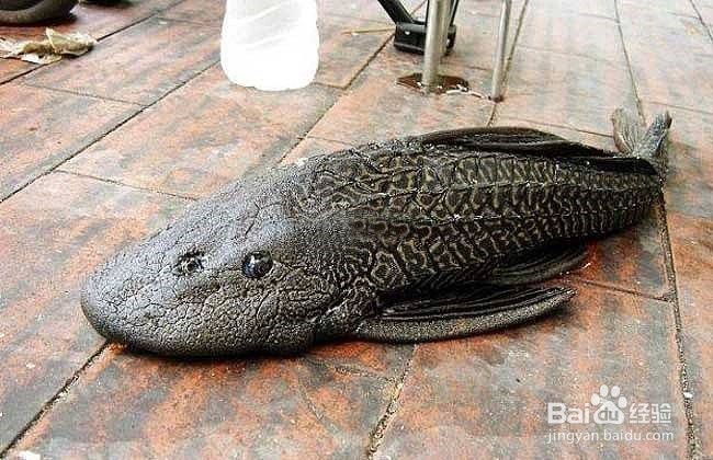 养什么能清理鱼缸粪便