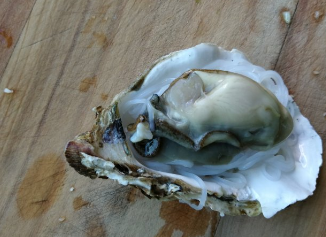 带壳生蚝怎么煮