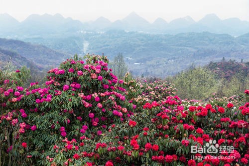 贵州有哪些好玩的地方