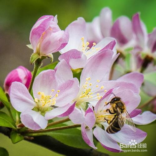 怎样才能把植物养好