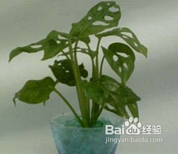 大胸MM如何预防胸部下垂