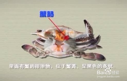 吃蟹知多少？蟹的哪些地方不能吃你知道吗？
