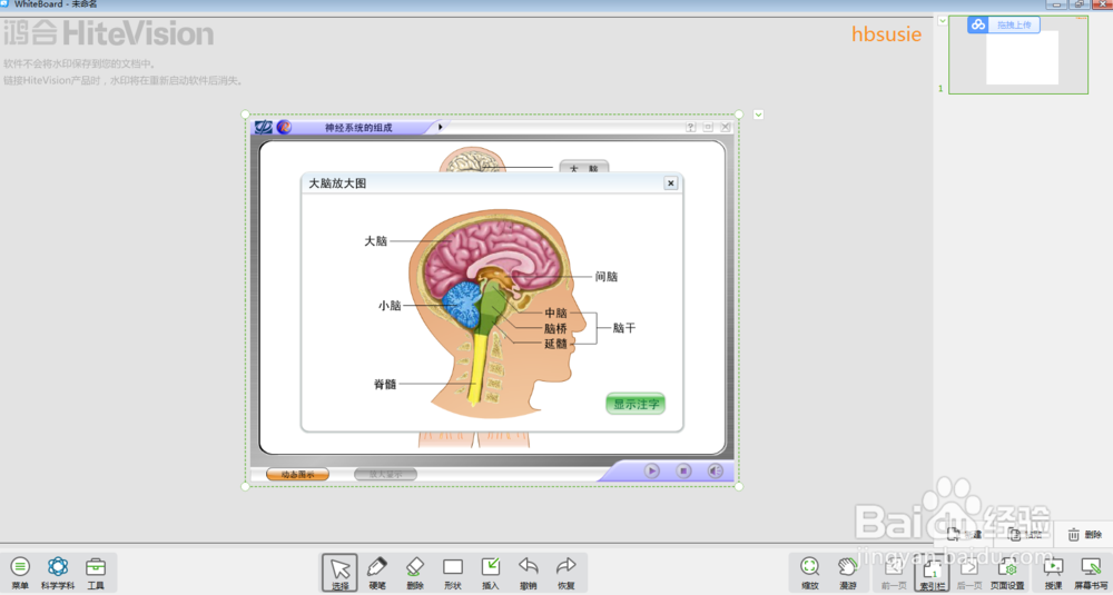 怎样在白板中进行神经系统的组成教学