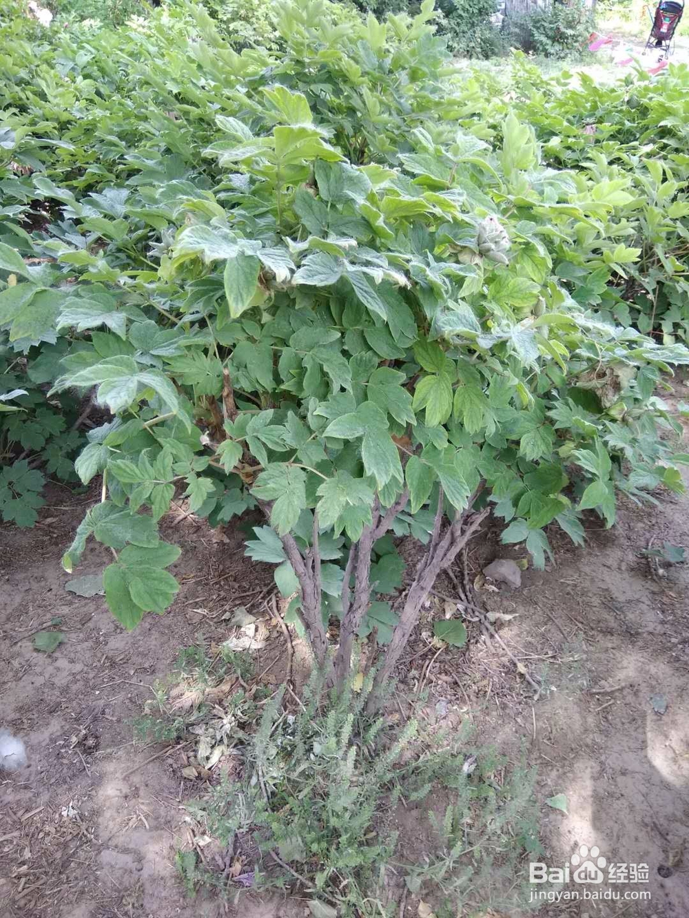 牡丹和芍药的区别
