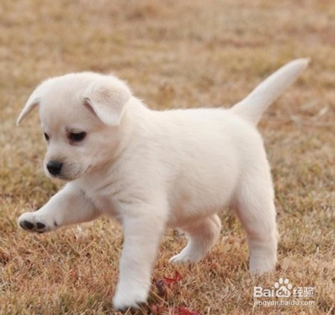 狗狗不听话怎么办在训犬帮训犬应该怎么做
