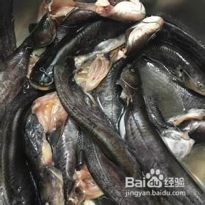 怎么做仔姜香辣豆豉仔鲶