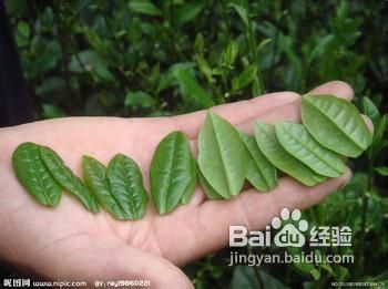 茶叶选购技巧