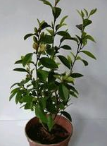 养花护花小常识!