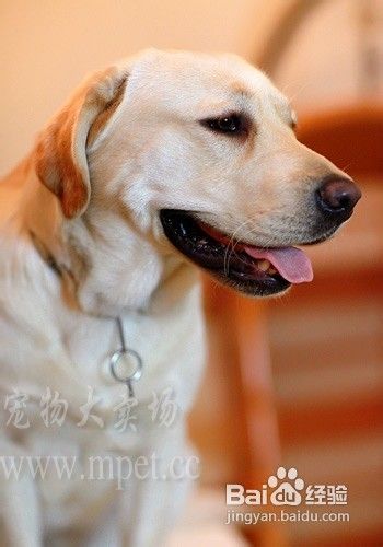 拉布拉多犬不能多吃六食物