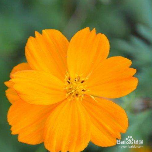 硫华菊怎么养？