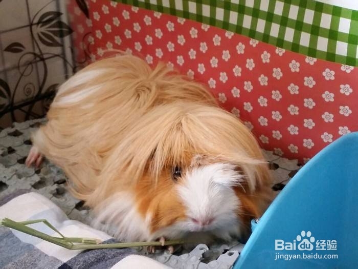 荷兰猪绝育要注意什么?