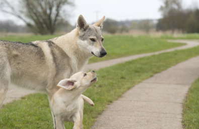 狼狗有黄色的吗