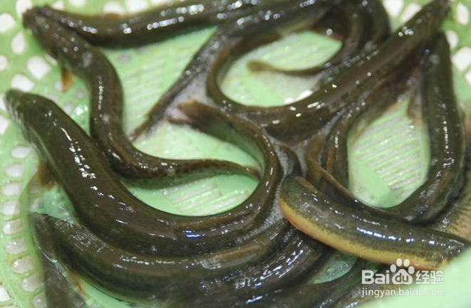 利用大水缸养泥鳅方法