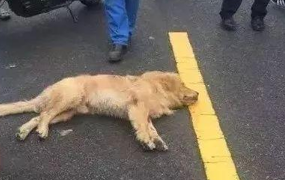 车压死狗是谁的责任