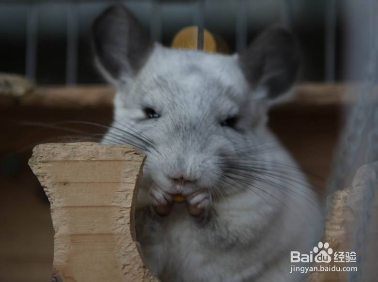 龙猫中暑怎么办