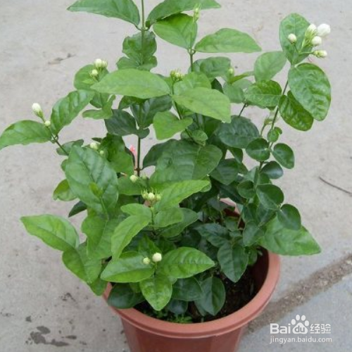 茉莉花的养护技巧有哪些?