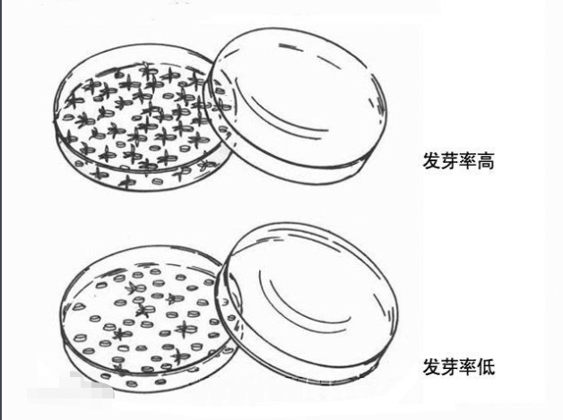 种子发芽率是求()是()的百分之几。