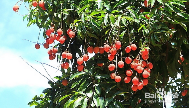 如何正确食用荔枝