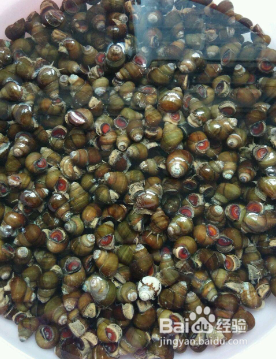 田螺外壳绿藻怎么去除