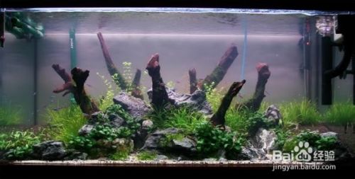 莫斯水草种植方法 百度经验