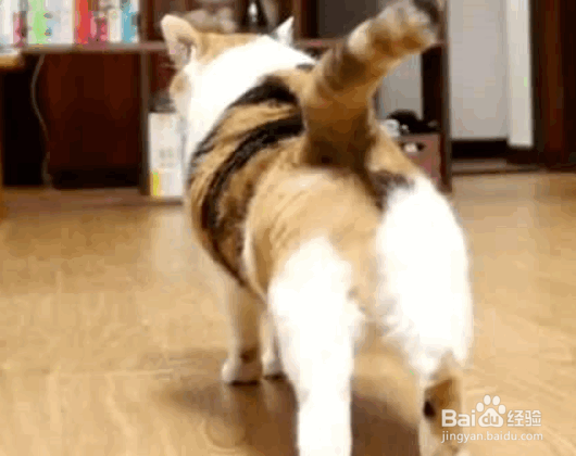 猫咪最喜欢做的几件事