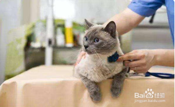 猫猫感冒了怎么弄