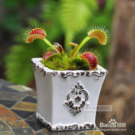 食蝇草怎么养护