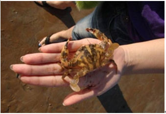 怎样安排北戴河娱乐游